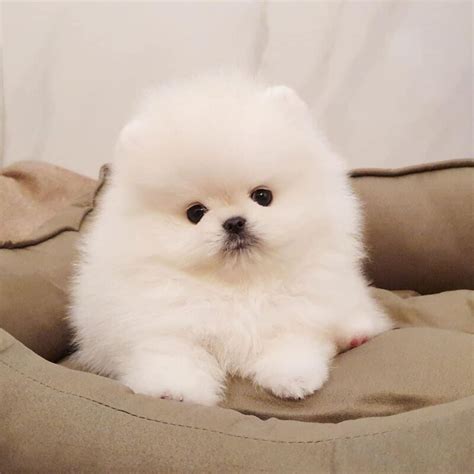 are pomeranians cheap